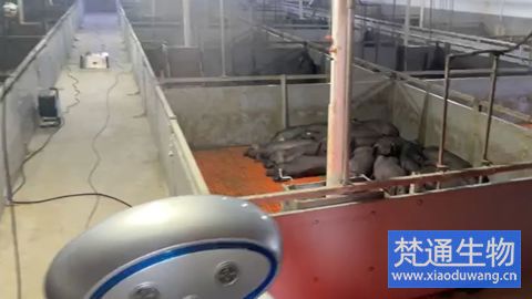 養(yǎng)豬場(chǎng)腹瀉消毒技術(shù)服務(wù)案例
