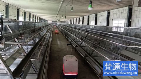 養(yǎng)雞場(chǎng)感染馬立克氏體消毒服務(wù)案例